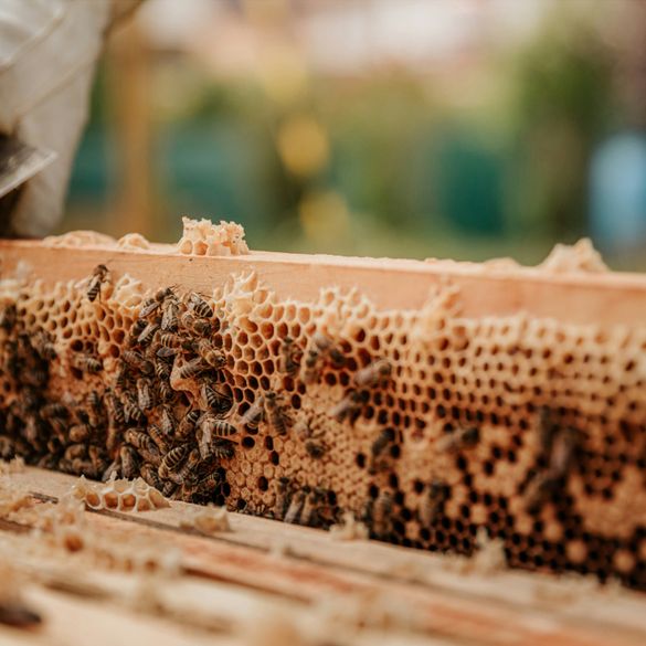 Honey Extraction